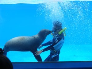 Under water dancing with the Sea Lion