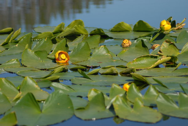 Lily pad lake