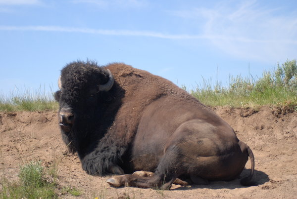A lone bison