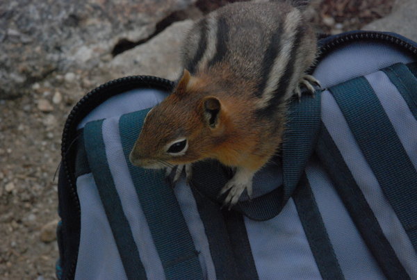 Forget the bears; a chipmunk tries to steal my lunch!