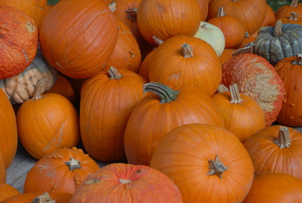 Just a few more pumpkins