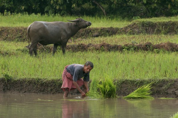 Water Buffalo and rice paddy