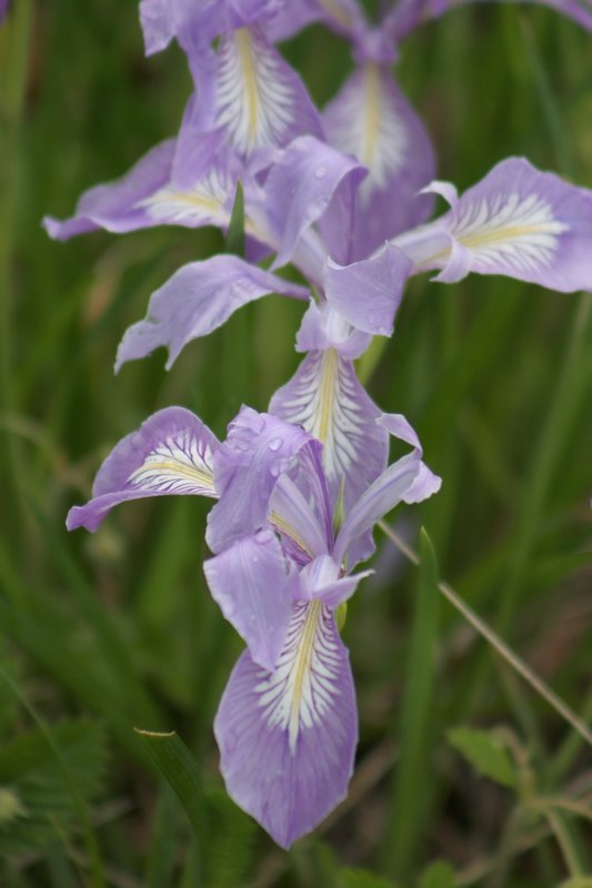 Wild Oregon Iris