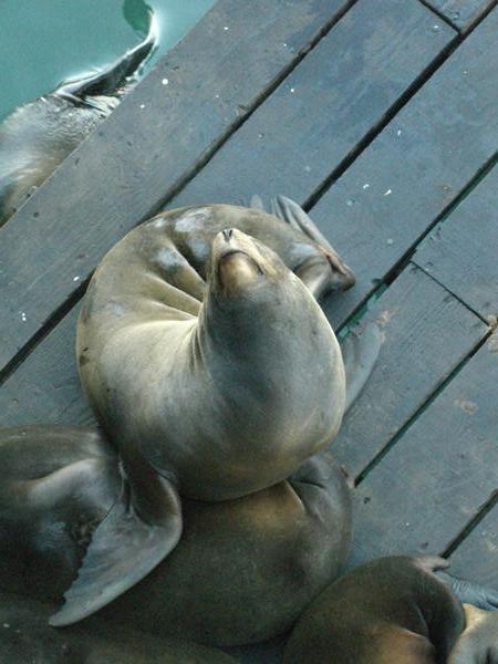 Seals at Santa Cruz