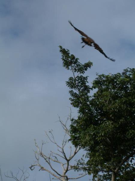 Savanna Hawk takes flight