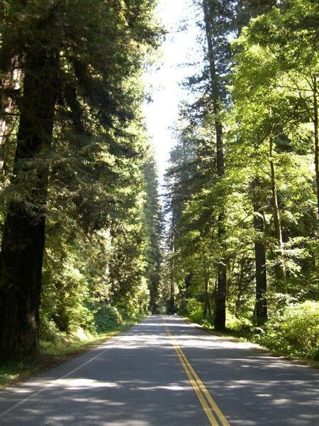 Riding Through The Redwoods