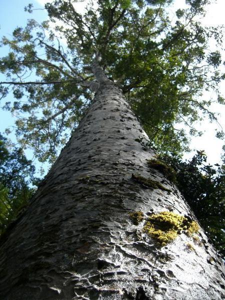 Looking up a Kauri