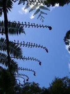 In The Land of The Silver Fern