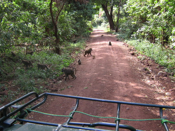 Baboons at Lake Manyara