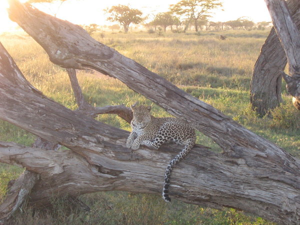 Leopard at sunrise