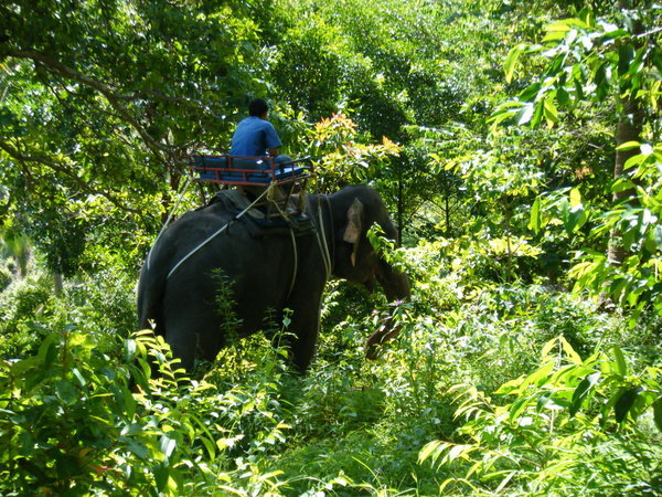 Elephant ride 2