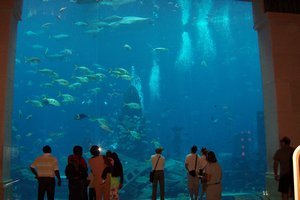 aquarium et la baaleine