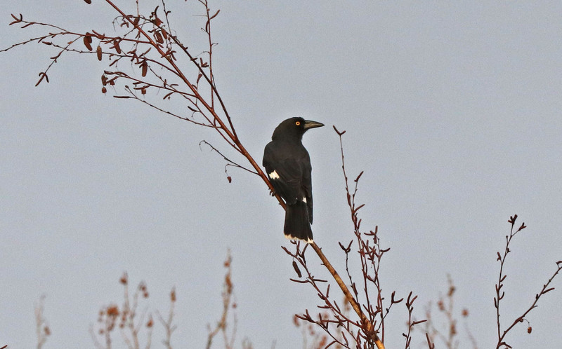 Late afternoon Currawong