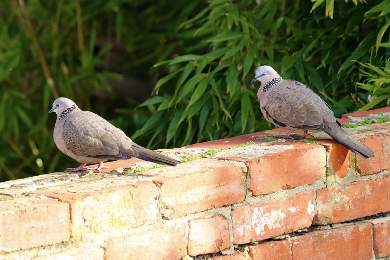 Our resident turtle doves. she's annoyed with him