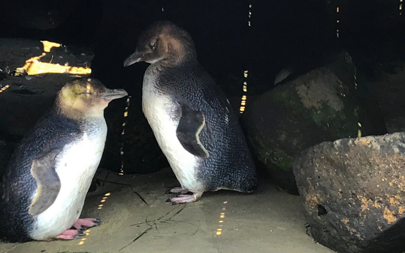 St Kilda penguins