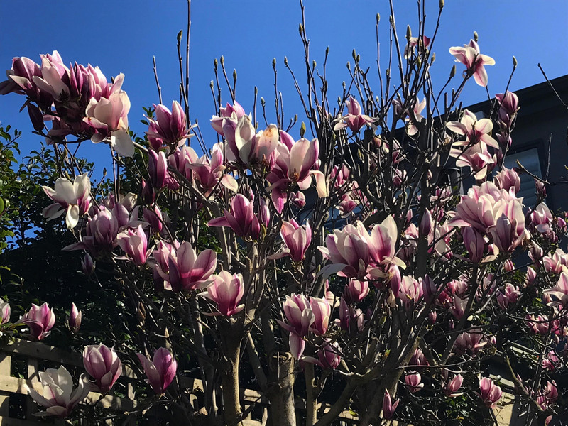 Neighbours magnolias