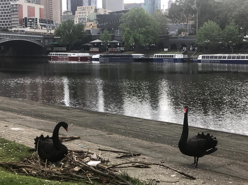 Swan nest on Yarra- look closely ,two eggs