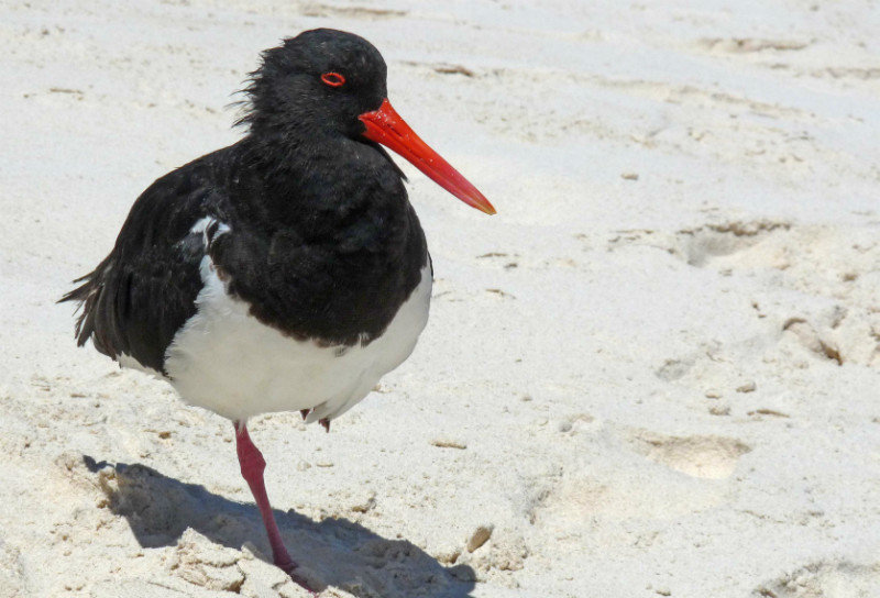 Bird ! of course (pied oyster-catcher)