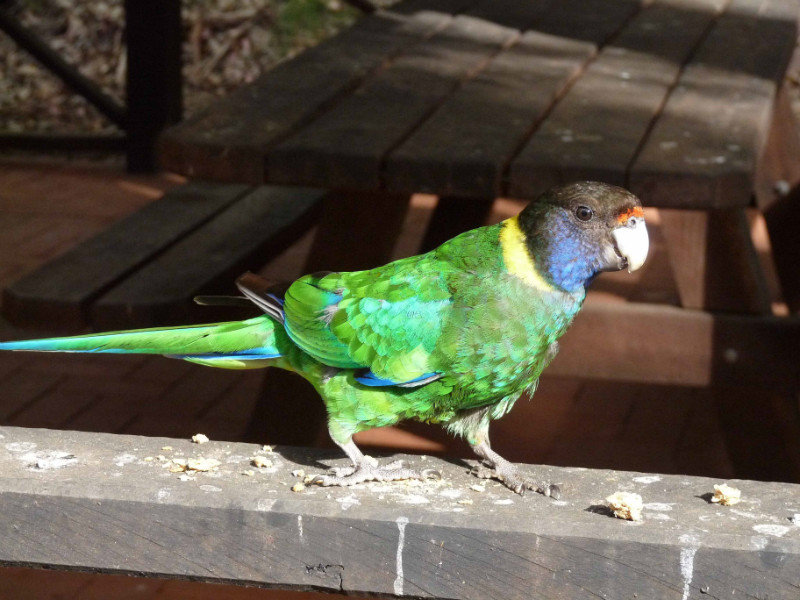 Our morning friend in Margaret River (ringneck parrot)