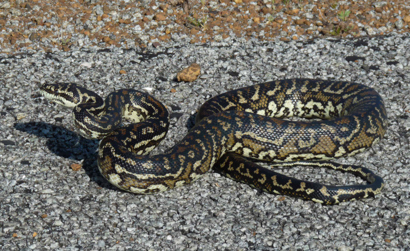 Western carpet snake, Torndirrup