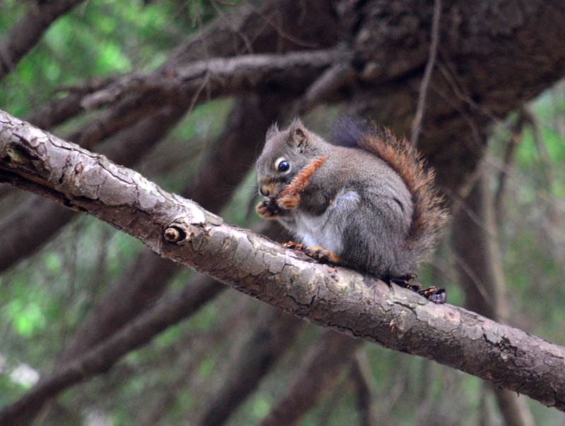 3b.Red Squirrel