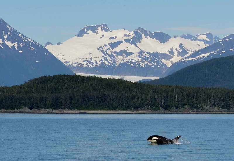 7.Orca, Juneau