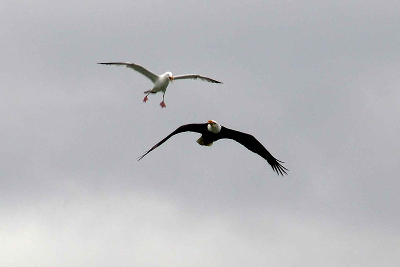 Pacific Gull vs Bald Eagle