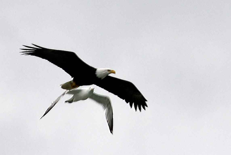 Sea gull v Bald Eagle