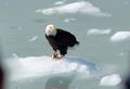 5. Bald eagle with fish