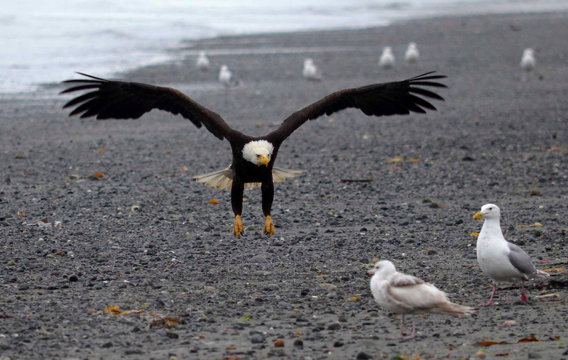bald eagle landing