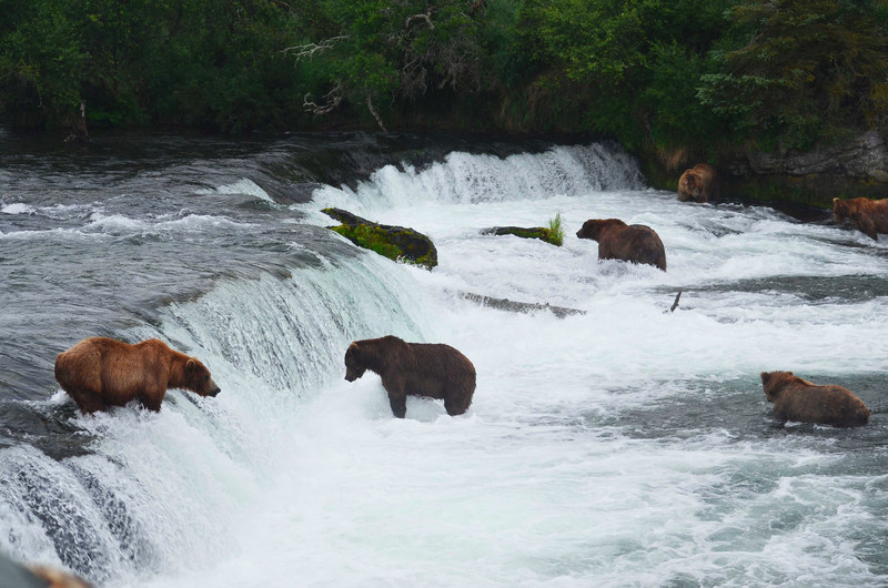 Bears at the falls2