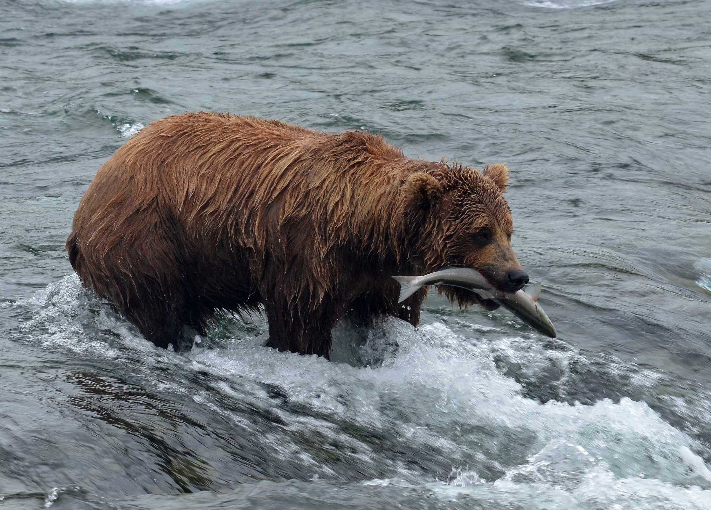 teddy bear fish