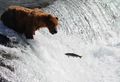 Bear v salmon