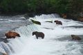 Bears at the falls2