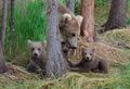 Mum with cubs