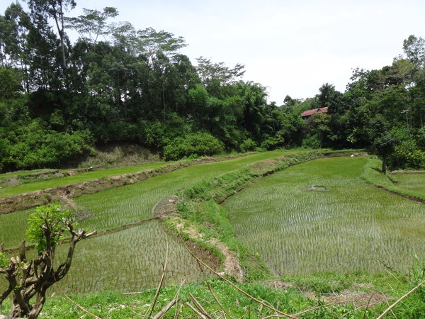 Rice Fields at Toraja