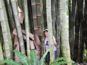 Amoung the  bamboos