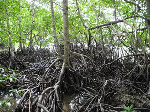 Mangroves around Kadidiri