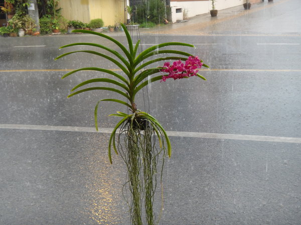 Orchid under heavy rain
