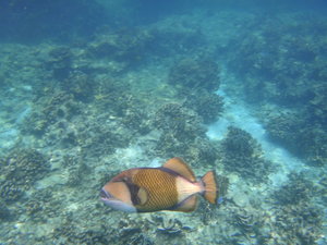 Similan Marine National Park 