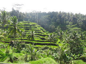 Ubud,Bali