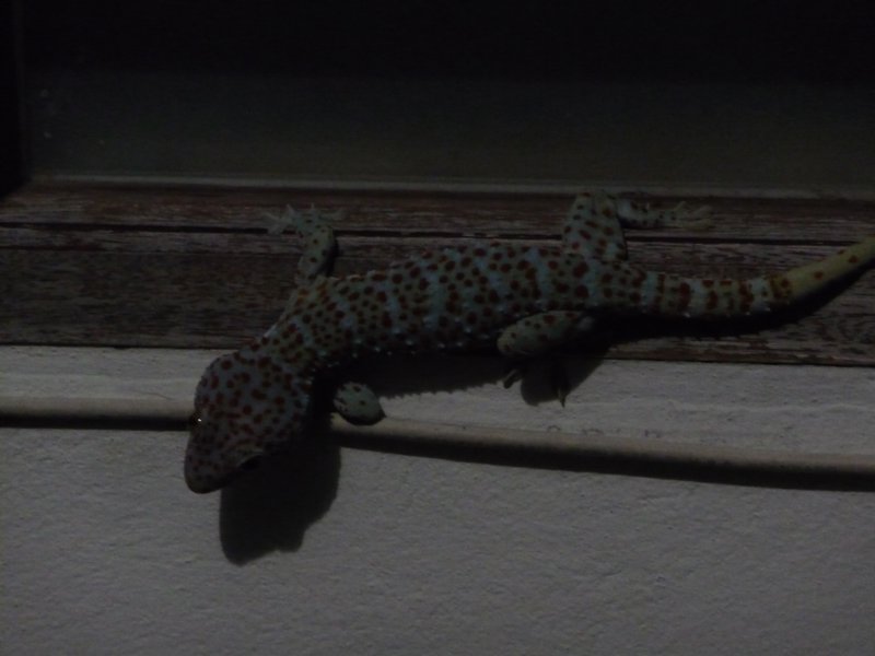 giant geckos! 
