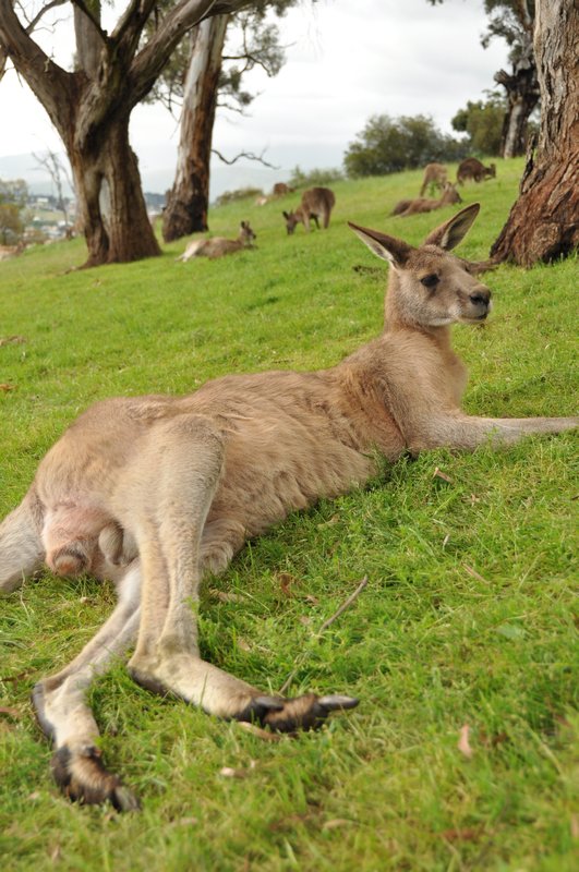BIG kangaroo