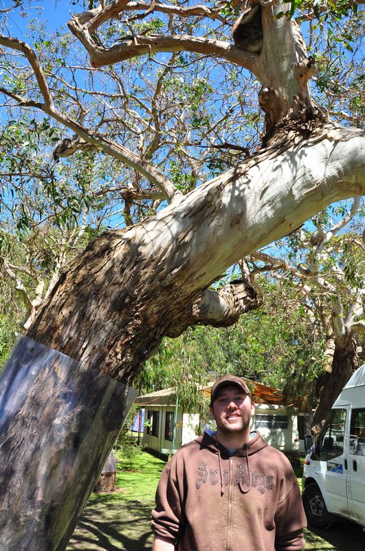 Koala and Baby in Tree above Ryan!