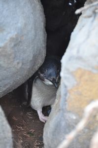 Fairy Penguin hiding behind Rocks