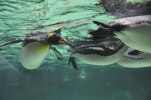Penguins at the aquarium