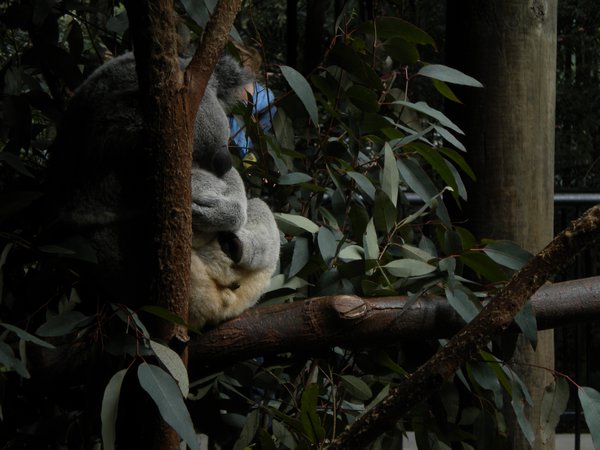 Cute lil' koala