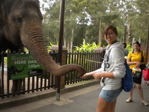 Feeding the stinky elephant