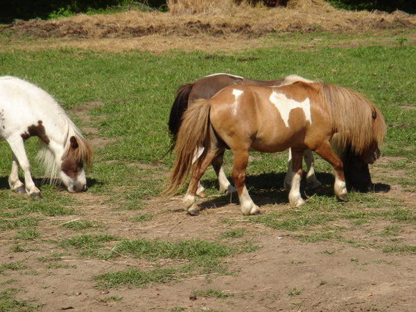 Mini Ponies