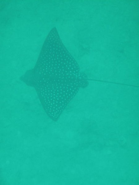 Spotted Ray, Isla Isabella